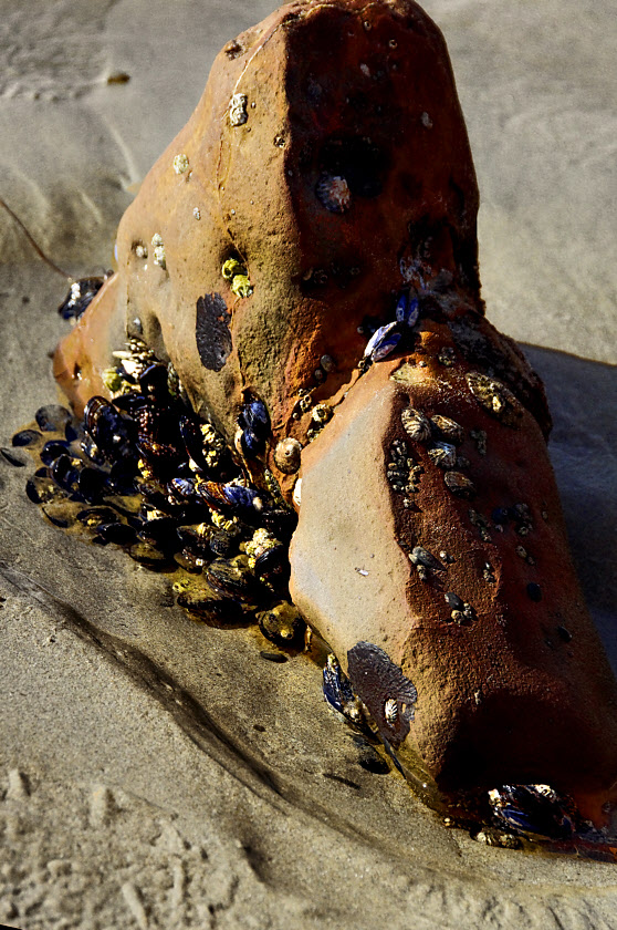 Crystal Cove #15