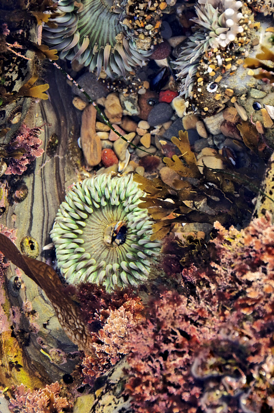 Crystal Cove #29