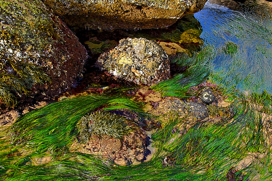 Crystal Cove #52