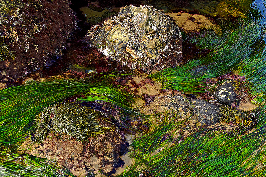 Crystal Cove #53