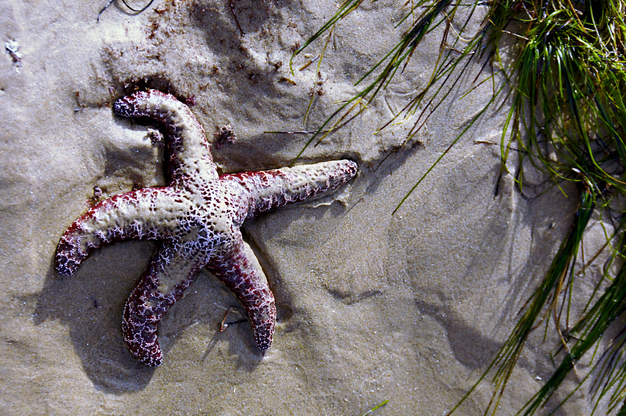 Crystal Cove #58