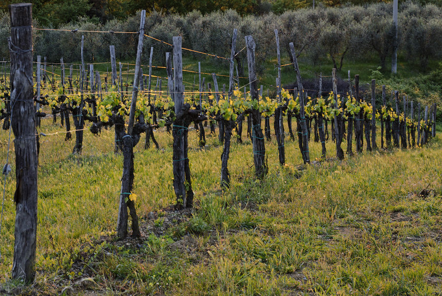 Vineyard of Chianti