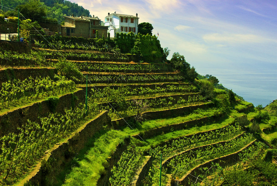 CinqueTerre #83