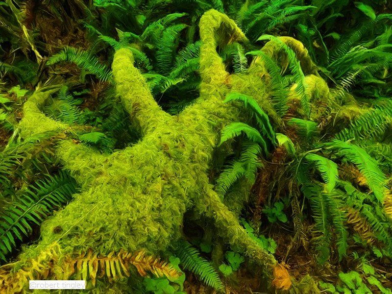 Hoh Rainforest 103_Painting
