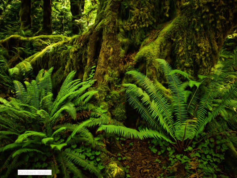 Hoh Rainforest 76_Painting