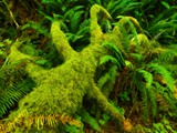 Hoh Rainforest 103_Painting