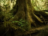 Hoh Rainforest 111_Painting