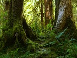 Hoh Rainforest 54_Painting