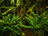 Hoh Rainforest 76_Painting
